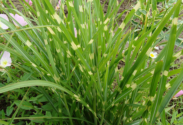 金酒吧斑葉芒