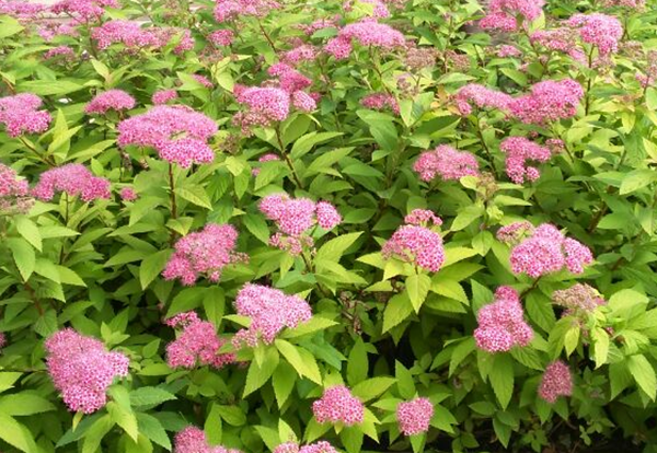 金山繡線菊